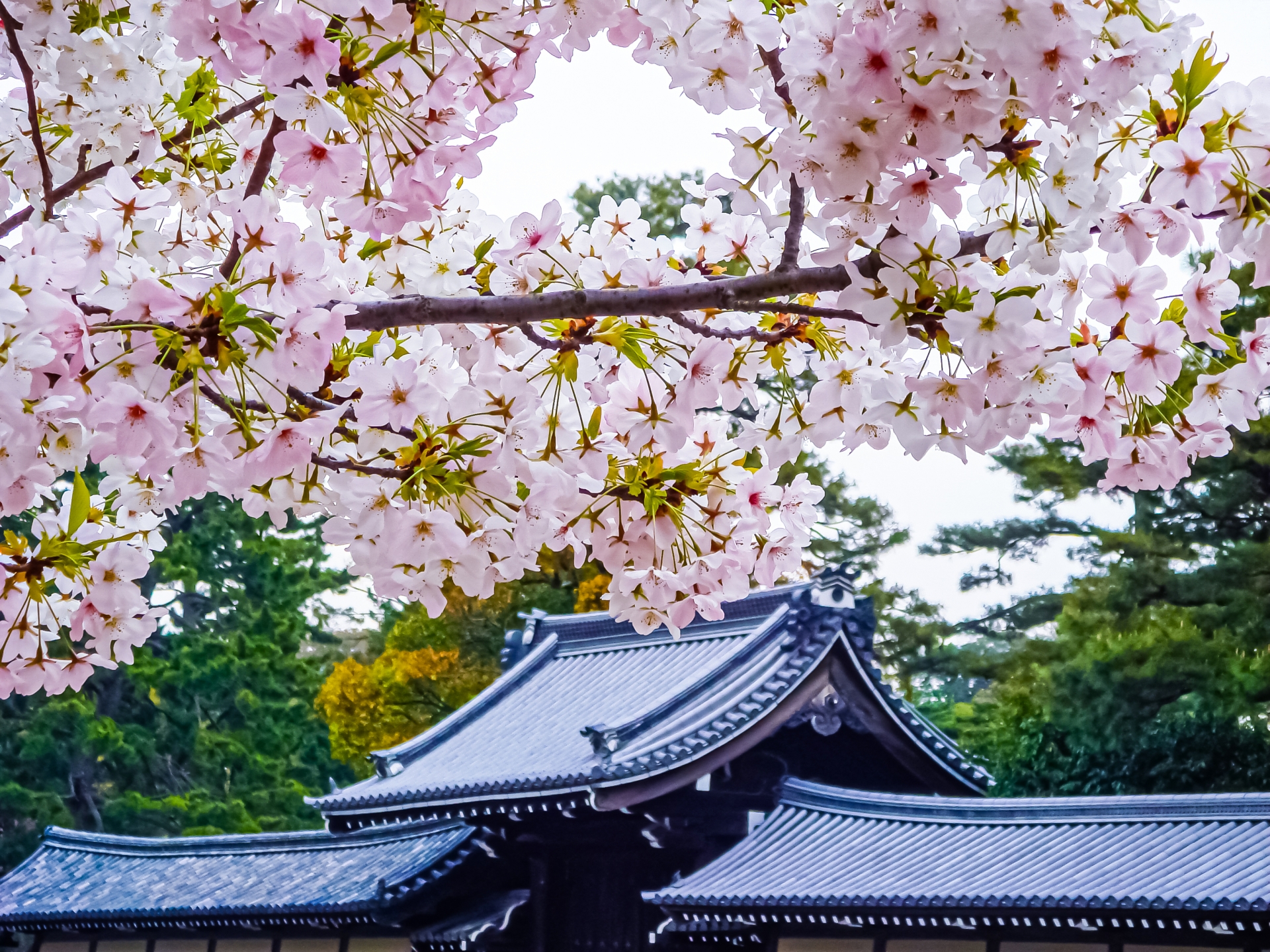 京都御苑の桜
